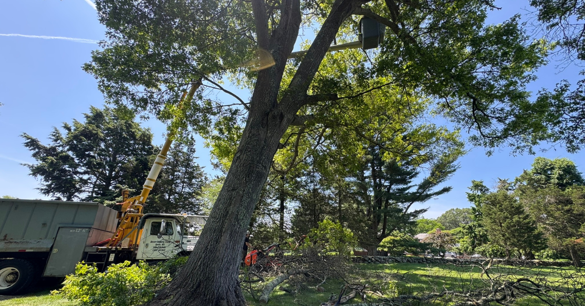 Emergency Tree Service