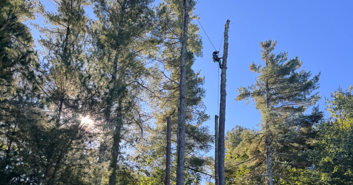 Tree Cabling & Bracing