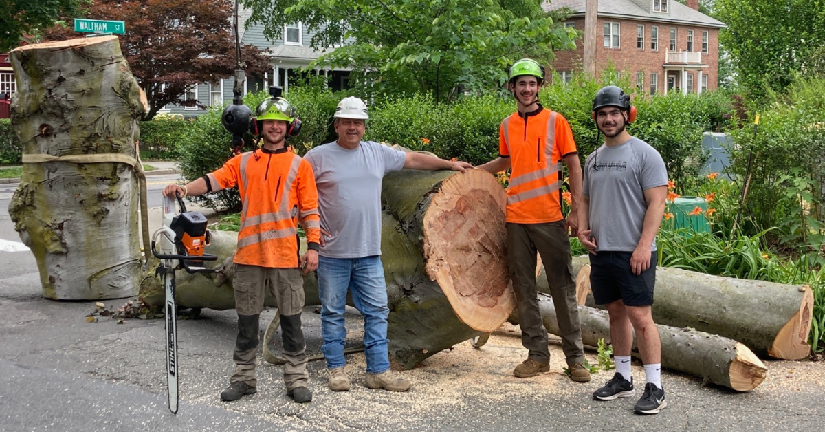 Tree Removal