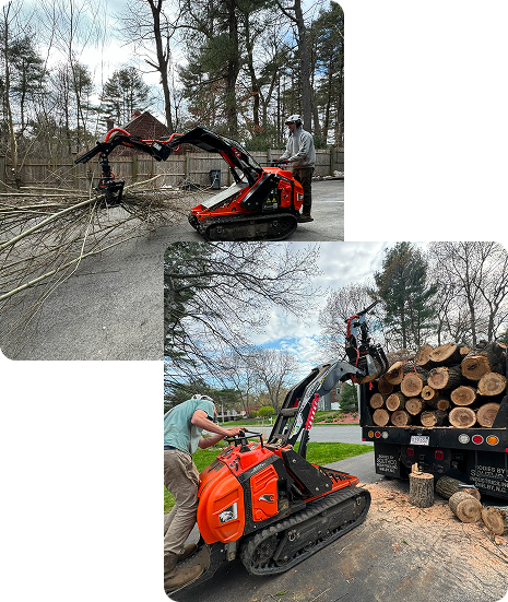 about local tree care